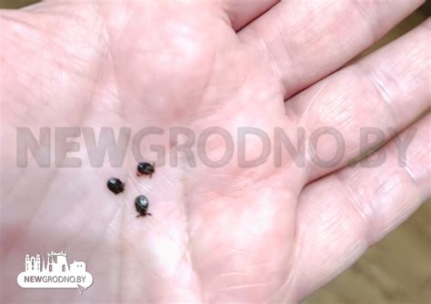 На востоке Беларуси зафиксирован первый в 2025 году укус клеща
