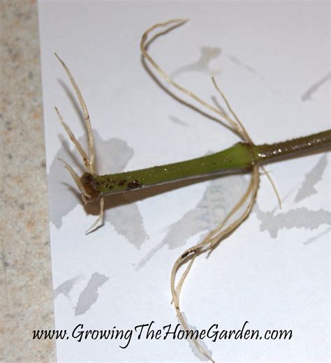 Persian Shield Propagation (Strobinlanthus dyerianus) - Growing The Home Garden