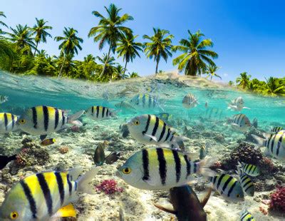 Snorkeling In The Tropical Sea Jigsaw Puzzle In Under The Sea Puzzles