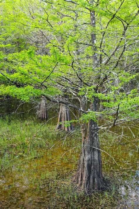 Bald Cypress Trees Growing In A Swampy Area In Florida Stock Image