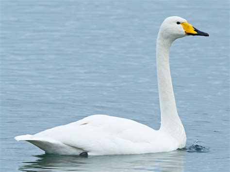 Whooper Swan Profile Traits Facts Range Diet Breeding