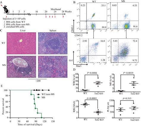 Sarcoma Cells In Tet Mice Are Transplantable A Tumor Transfer