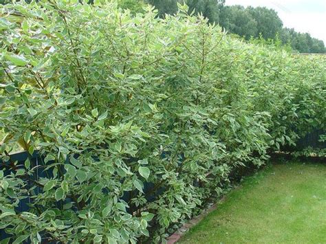 Декоративные кустарники для дачи (фото и названия) | Plants, Garden, Jardin