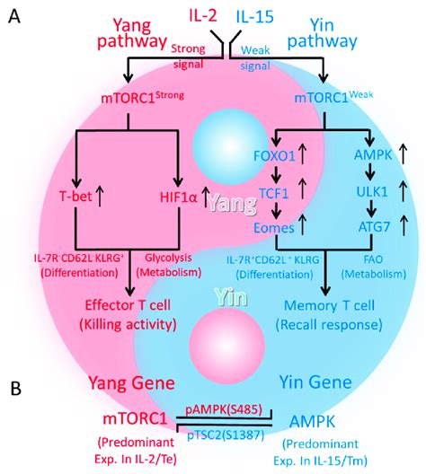 Schematic Diagram Of The Interplay Between Yin Ampk And Yang