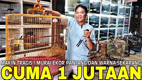 Anjlok Parah Cuma Mulai Jutaan Sudah Dapat Murai Batu Ekor Panjang