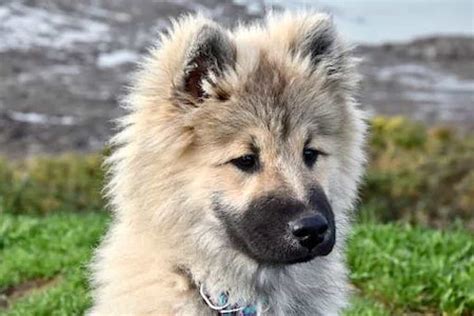 Eurasier Ultimate Breed Guide Temperament Health Personality Etc