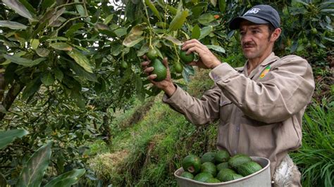 Negocio Del Aguacate Hass Transita Por Buen Camino