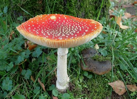 Amanita Muscaria Amanite Tue Mouches Ou Fausse Oronge Flickr