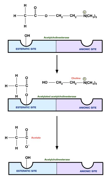 Anticholinesterases