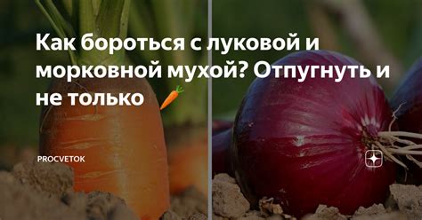 Как бороться с луковой и морковной мухой? Отпугнуть и не только 🧅 🥕 ...