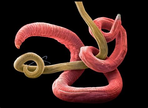 A Female Roundworm Coils Around A Male Whose Two Needle Like Mating Structures Called Spicules