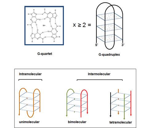 Schematic Representation Of A G Quartet Arrangement And Of A G4 Download Scientific Diagram