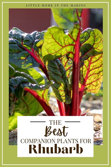 If Youre Looking For The Best Companion Plants For Growing Rhubarb Youre Going To Want To