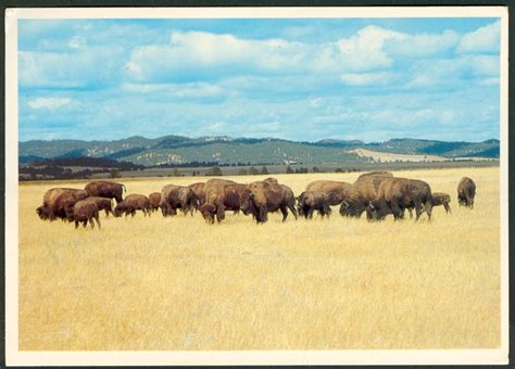 THE AARDVARK FARMS: Bison Herd Watercolor Sketch