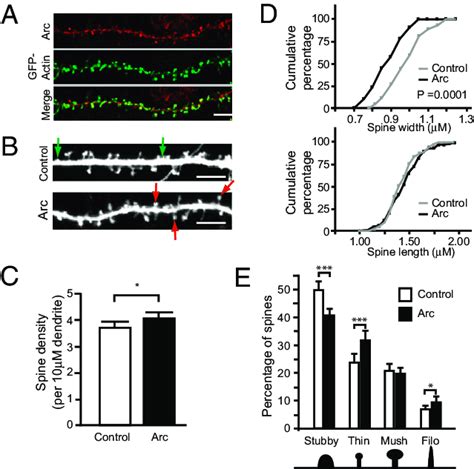 Arc Expression Increases Spine Density And Alters Spine Morphology A