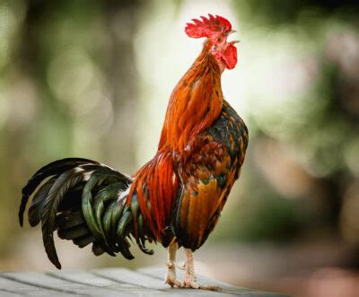 National bird of France - Gallic Rooster | Symbol Hunt