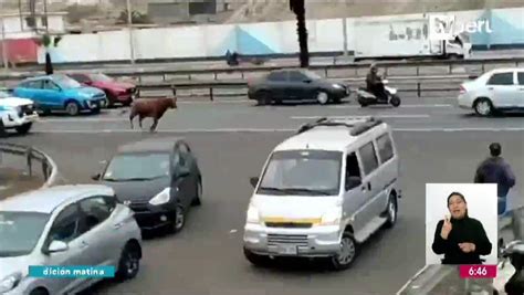 TVPerú Noticias on Twitter Toro causa pánico en plena Panamericana