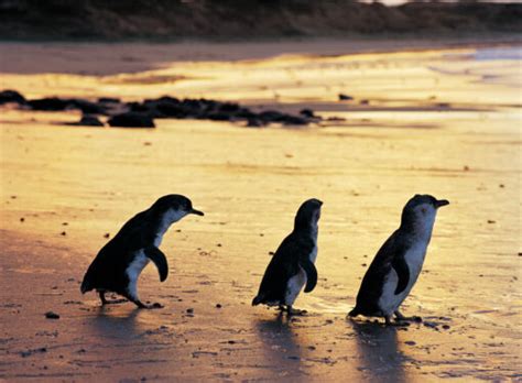 Phillip Island Things To Do Phillip Island Activities