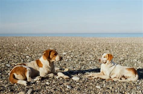 Quelles sont les races de chien les plus adaptées pour les enfants en