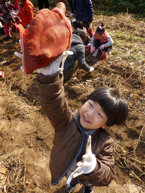 Corinne In Korea Sweet Potato Farm