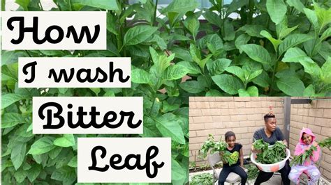 How To Wash Bitter Leaf YouTube