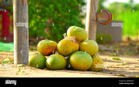 Las frutas de Bael son de uso dietético y la pulpa de fruta se utiliza