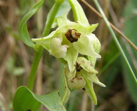 Epipactis Phyllanthes Var Cambrensis Green Flowered Helleborine