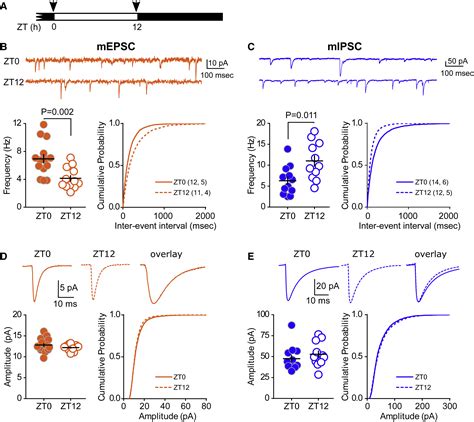 Daily Oscillation Of The Excitation Inhibition Balance In Visual