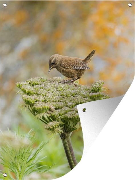 Tuin Decoratie Een Bloeiende Angelica Plant Met Een Vogel In De Natuur