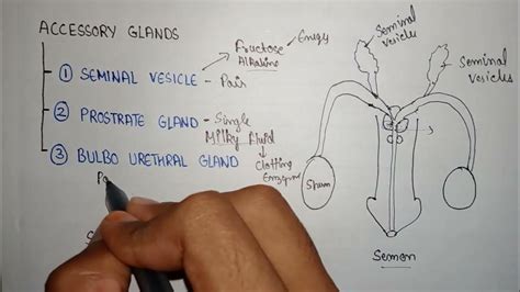 Bulbourethral Gland Secretion Of Bulbourethral Function Of Bulbourethral Gland Youtube