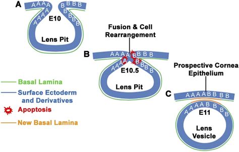 Diagram of lens vesicle formation. (A) At E10, the lens placode ...