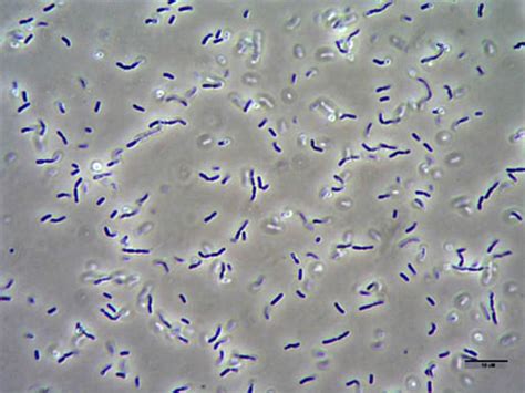 Lactobacillus Sakei Nbrc 15893