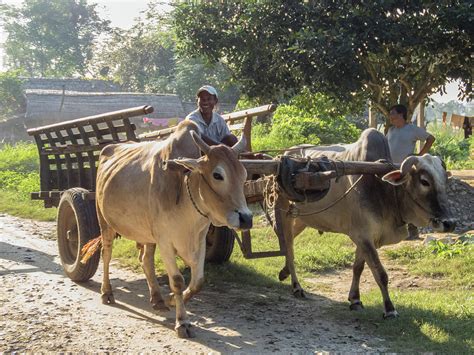 Oxen Cart Photograph by Sue Henderson - Pixels