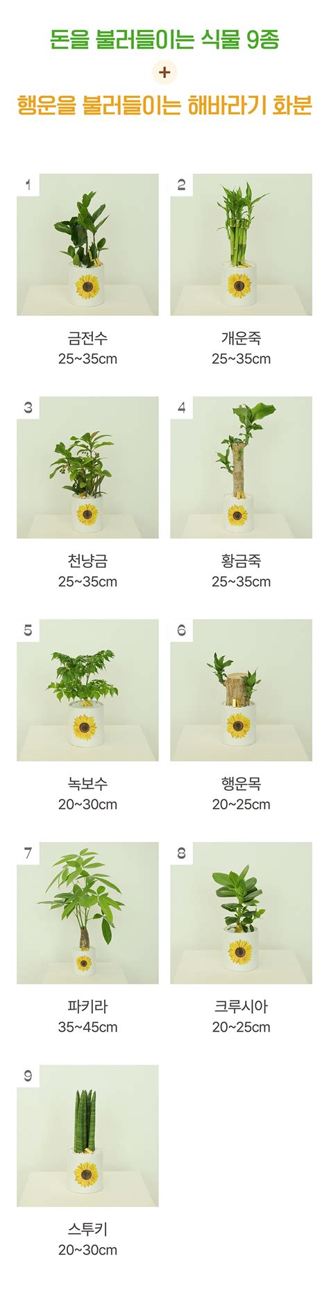 식물 11돈이 들어오는 식물 9종 풀세트 집들이선물 공기정화식물 플랜테리어 금전수 오늘의집 쇼핑