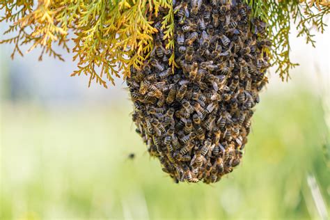 Bienennest Im Garten Was Sie Beachten Sollten