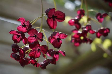 Plantfiles Pictures Akebia Species Chocolate Vine Five Leaf Akebia