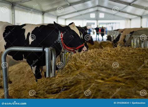 Dairy Cows In A Farm Agriculture Cattle Farming And Housing