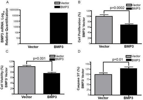 A BMP3 Gene Expression In Mz ChA 1 Cells 48 Hours After Transfection