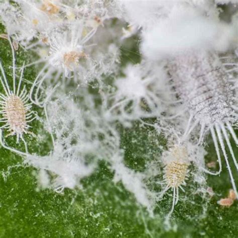 How To Get Rid Of Mealybugs Planet Natural Ow To Get Rid Of Mealybugs Effectively Complete Guide