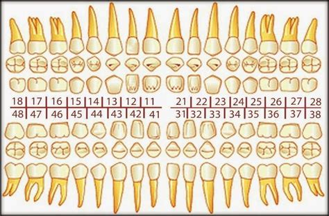 Odontograma Universal