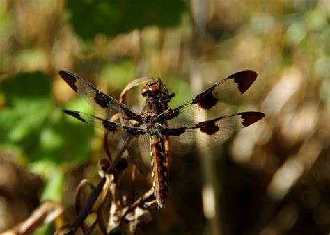 Free Images Nature Flower Fly Wildlife Insect Flora Fauna