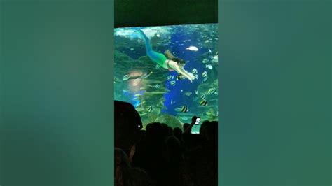 Mermaid Show At Ripleys Aquarium Youtube