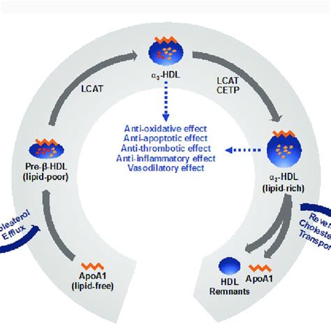 The Biologic Role Of Hdl In Cholesterol Efflux And Reverse Cholesterol