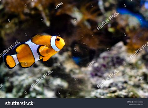 Red Bellied Piranha Pygocentrus Altus Danger Stock Photo 1206599896