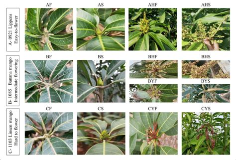 A Representation Of Stages Of Flowering In Mango The Samples Were