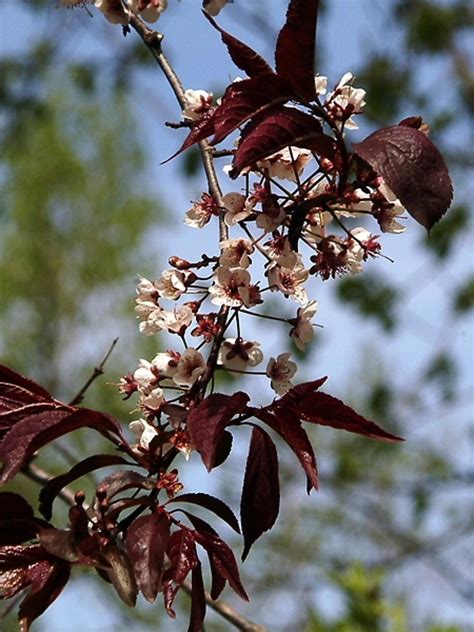 Prunus Cerasifera Cherry Plum Go Botany