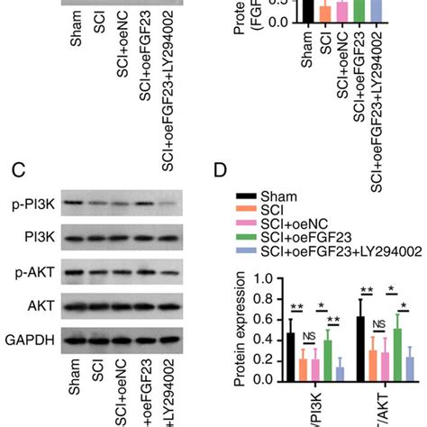 Fgf Activates Pi K Akt Signalling In Sci Model Rats A