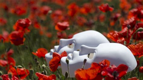 Sfondi Paesaggio Profondit Di Campo Fiori Natura Rosso Maschera