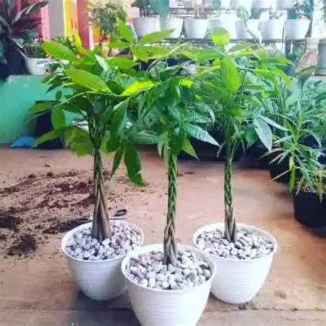 Jual Tanaman Hias Pachira Kepang Pohon Pachira Kab Bogor