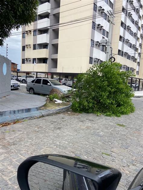 Ventania Derruba Rvores E Causa Transtornos Em Ruas De Macei